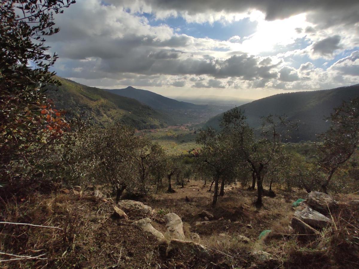 Olive House Tuscany - Zona Pisa Calci Dış mekan fotoğraf
