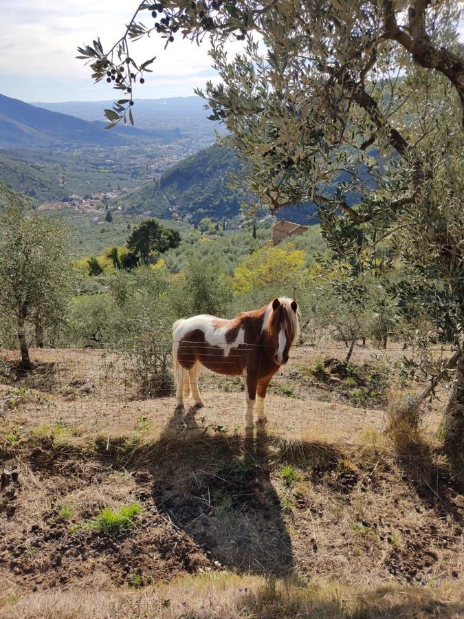 Olive House Tuscany - Zona Pisa Calci Dış mekan fotoğraf