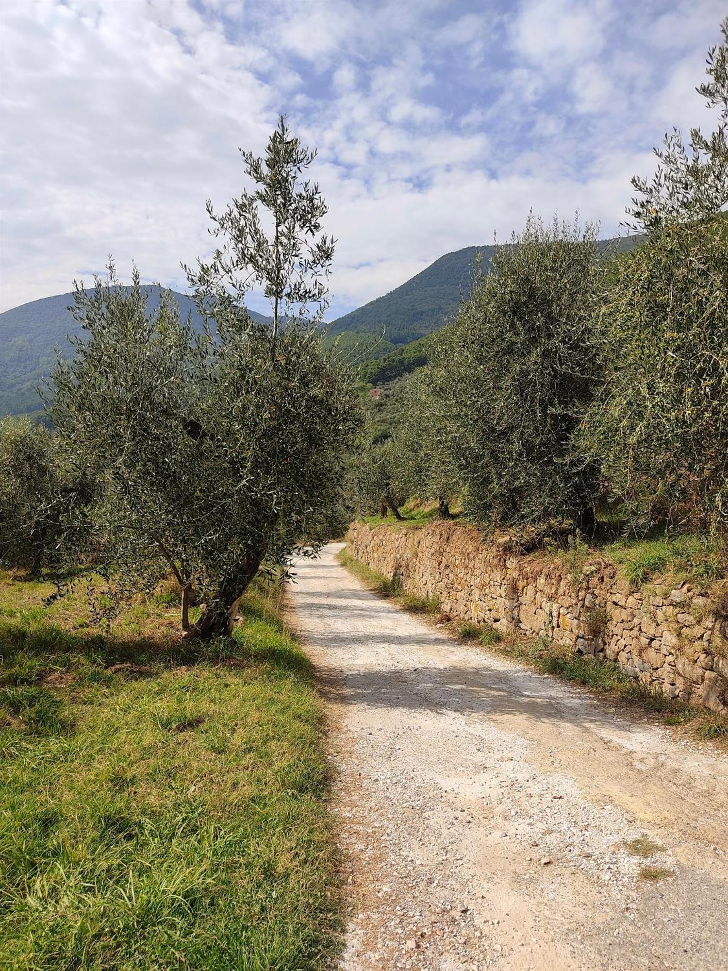 Olive House Tuscany - Zona Pisa Calci Dış mekan fotoğraf